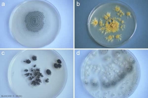 penicillium_bdp