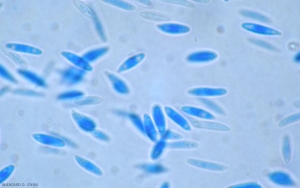 The alpha spores of <b> <i> Phomopsis viticola </i> </b> are elliptical to fusoid;  at the poles of these spores, there are two characteristic spherical formations, comparable to drops of oil.
