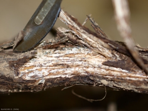 A white mycelial network has established itself between the bark and the wood of this root browned by <b> <i> Armillaria mellea </i> </b>.  (root rot)