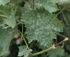 <b><i>Erysiphe necator</i></b> : Symptoms on leaf