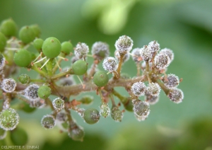 <b> <i> Plasmopara viticola </i> </b>: symptom of "gray burp" on immature berries.  The mildew agent sporulated heavily on the latter once colonized.