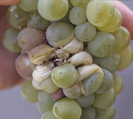 The rot caused by <i> <b> Aspergillus niger </b> </i> on white grape berries is soft and whitish.