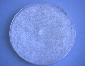 <i><b>Rhizopus stolonifer</b></i> : appearance of the colony on malt-agar medium.