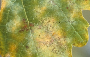 Numerous cleistothecia of <b> <i> Erysiphe necator </i> </b>, brown to black, are well distributed locally on the blade of this leaf.