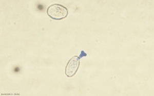 A <b> <i> Erysiphe necator </i> </b> conidium has germinated;  a multilobed appressorium is clearly visible.