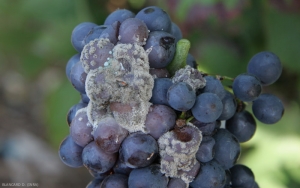 On this grape affected by <b> <i> Botrytis cinerea </i> </b>, one of the berries also bears bluish spore pads of a <i> <b> Penicillium </i> sp </b> .