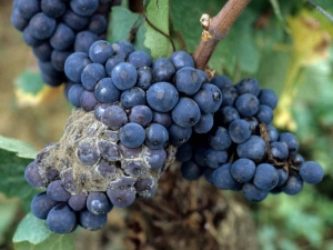 On black grape varieties, the <b> <i> Botrytis cinerea </i> </b> attack on grape berries gives them a reddish-brown color.  Added to this is the presence of a characteristic gray mold on the surface of these.