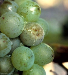 This rotten berry has locally taken on a beigeish color;  the degraded film has split and it is already possible to observe some fruiting bodies of <b> <i> Rhizopus stolonifer </i> </b> (<i> Rhizopus </i> rot)