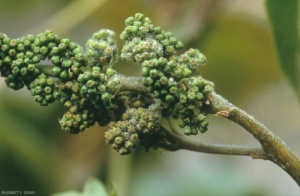 These inflorescences were attacked by <i> <b> Plasmopara viticola </b> </i> which is starting to fruit on the surface.
