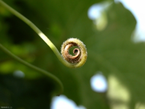 The facies called "gray burp" can also be found on a tendril.
 <i> <b> Plasmopara viticola </b> </i>