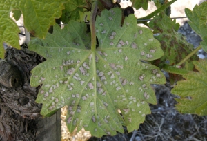 On the underside of the leaf, the enlarged hairs form a down at the stings of <b> <i> Colomerus vitis </i> </b>, the agent of erinosi