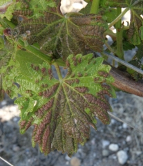 In the event of severe attack by <b> <i> Colomerus vitis </i> </b>, the entire surface of the leaf may be blistered and a whitish down appears on the upper surface.