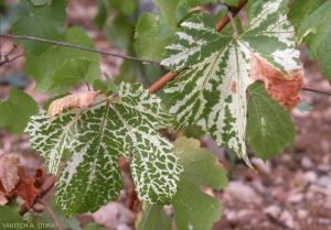 On the left leaf, vein discoloration is seen extending to part of the leaf blade on the right leaf.  <b> Short knot </b>.