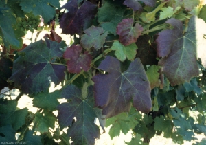 The <b> Flavescence dorée </b> rather makes the leaves of this red grape reddish