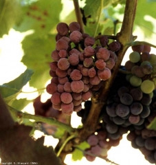 The berries gradually wilt and shrivel on certain grape carried by vines affected by <b> flavescence dorée </b>