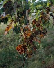 Symptom of <b> Esca </b> on a young vine plant: <b> Esca </b>.