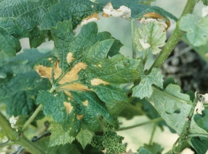 Beige patches spread on the surface of the leaf: <b> phytotoxicity </b>
