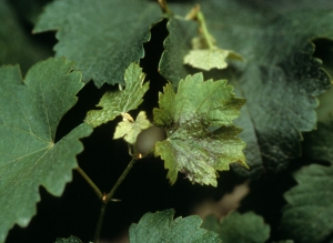 Young vine leaves are deformed: <b> Phytotoxicity to copper </b>