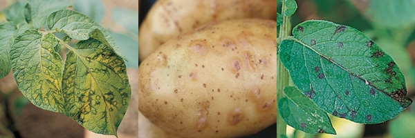 Potato Necrotic Potato Virus Y Responsible For Ptnrd