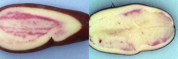 Potato Pink Pigmentation Of The Flesh Or Of The Skin