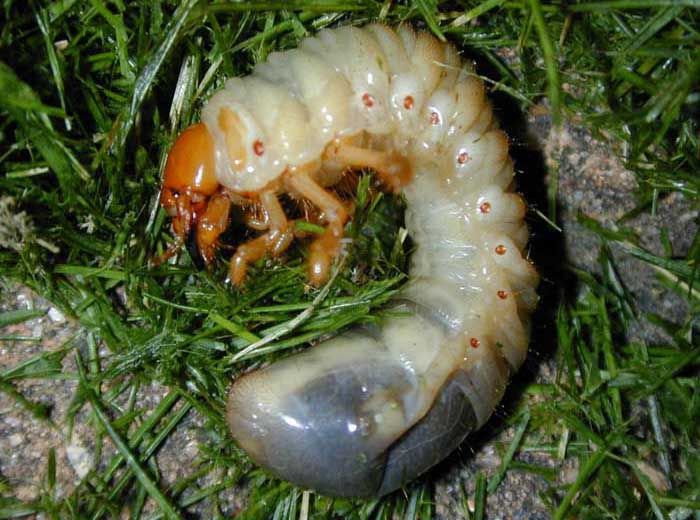 scarab beetle larvae