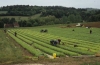 Traditional production of tobacco seedlings in disinfected soil, in a mini plastic shelter