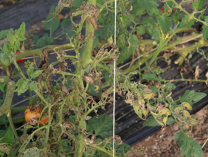 En determinadas situaciones de alta presión de los parásitos, la hoja se consume por completo. Solo quedan las venas de las hojas de tomate. <b> Polillas </b> (noctuidos)