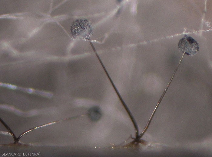 Esporangióforos maduros de <b> <i> Rhizopus stolonifer </i> </b>;  están fuertemente melanizados y los esporangios contienen numerosas esporas.