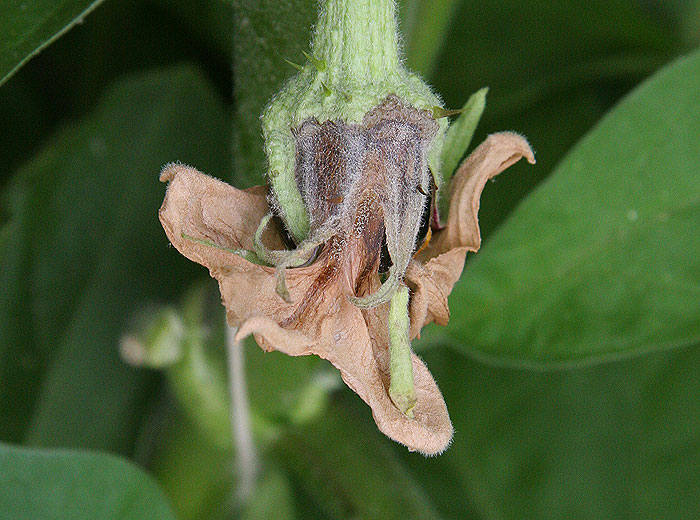 <i> <b> Botrytis cinerea </b> </i> ha colonizado los sépalos de esta flor senescente de berenjena, no tardará en invadir el pedúnculo y posiblemente llegar al tallo.