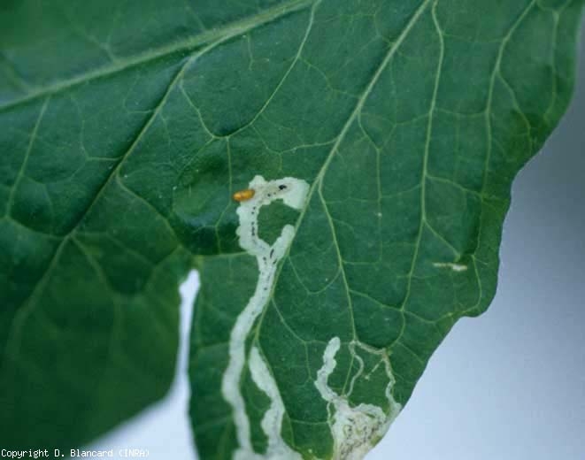 Las larvas que se desarrollan en la lámina cavan galerías más o menos sinuosas en el caso de <i> Liriomyza bryoniae </i>, moviéndose a lo largo de las venas y rectilíneas para <i> Liriomyza strigata </i> y en menor grado para <i > Liriomyza huidobrensis </i>.  <b> Minadores de hojas </b> (minadores de hojas)