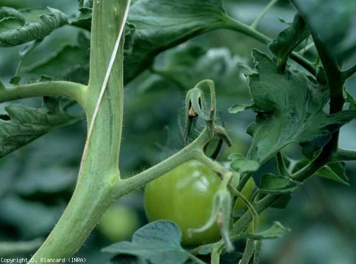 <b> Plateado </b> en tallo de tomate (anomalía genética)