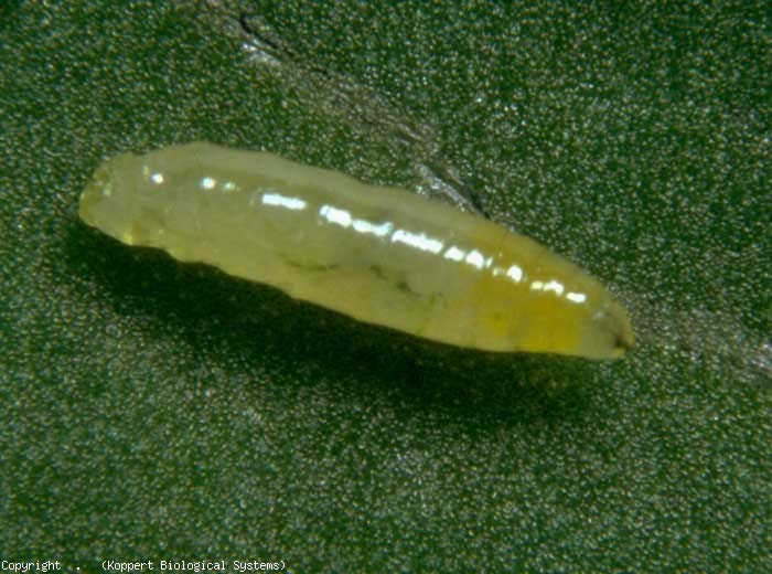 Larva de minador de hojas amarillentas.  <b> <i> Liriomyza bryoniae </i> </b> (minador de hojas, minador de hojas)
