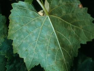 La parte inferior de las hojas de parra atacadas por <i> <b> Erysiphe necator </b> </i> se cubre primero con pequeñas manchas cloróticas.
 Oidio de la vid