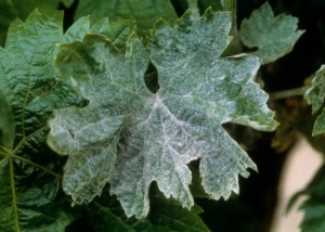 Las hojas de la vid afectadas por el oidio están más o menos cubiertas de una esporulación blanca.