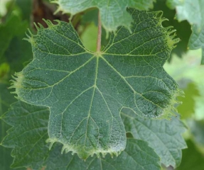 Las nervaduras de esta hoja de parra son mucho más claras y los bordes de la hoja presentan deformaciones: <b> Fitotoxicidad </b>