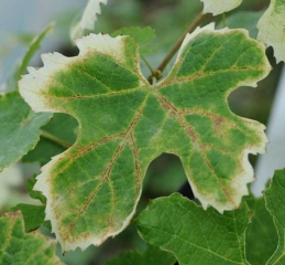 Las hojas muestran decoloraciones de color claro alrededor de su periferia.  Podemos observar una necrosis de las venas: <b> Fitotoxicidad </b>