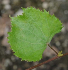 Esta hoja de vid tiene 'hendiduras' alrededor de su periferia: <b>Fitotoxicidad</b>