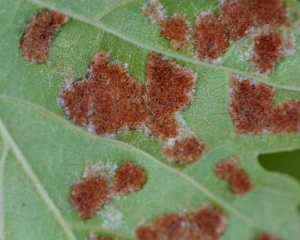 Detalle de los pelos hipertrofiados en una hiel de erinosis al final del ciclo vegetativo de la vid.  <i> <b> Colomerus vitis </b> </i>