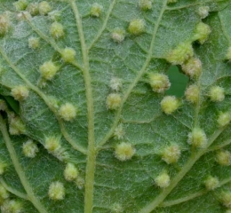 Detalle de agallas de filoxera visibles en el envés del limbo.  <b> <i> Daktulosphaira vitifoliae </i> </b>