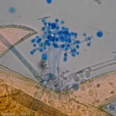 Esporangióforo joven de <b> <i> Plasmopara viticola </i> </b>.  saliente observado bajo un microscopio óptico.