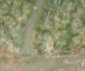 Larva de <i> <b> Eotetranychus carpini </b> </i> caminando bajo la hoja de una vid.