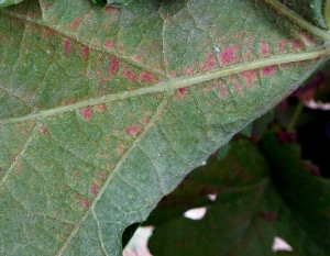 Detalle de las lesiones producidas en la superficie inferior del limbo por <i> <b> Eotetranychus carpini </b> </i>.