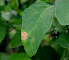 Una mancha beige necrótica es claramente visible en esta hoja de berenjena.  <i> <b> Botrytis cinerea </b> </i>