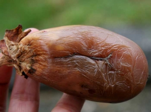 Esta fruta está completamente invadida por una podredumbre húmeda y blanda que probablemente comenzó al nivel de la cicatriz del tallo.  Nótese la presencia de moho gris en el nivel donde la película se rompió longitudinalmente.  <i> <b> Botrytis cinerea </b> </i>