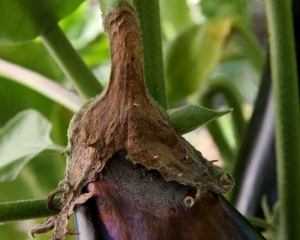 Un moho gris cubre parcialmente en su centro esta gran podredumbre blanda de esta fruta.  <i> <b> Botrytis cinerea </b> </i>