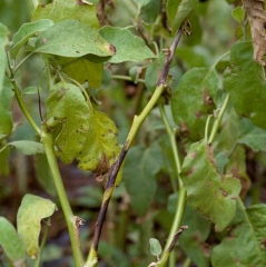 <i> <b> Didymella lycopersici </b> </i> aprovechó estas heridas de tamaño para penetrar a lo largo de esta varilla.  Cancros de <i> Didymella </i>.