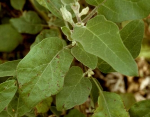 Varias manchas marrones tempranas se desarrollan en el limbo de esta hoja de berenjena.  <i> <b> Didymella lycopersici </b> </i>