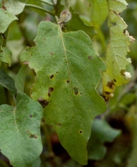 Pequeñas manchas marrones, de contorno bien definido, alteran el limbo de esta hoja.  Un halo amarillo se destaca en la periferia.  <i> <b> Didymella lycopersici </b> </i>