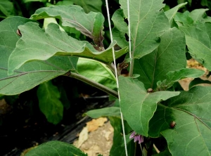 <b> Escarabajo de la patata de Colorado </b> sobre berenjena