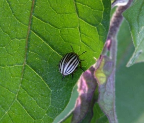 <b> Escarabajo de la patata de Colorado </b> sobre berenjena